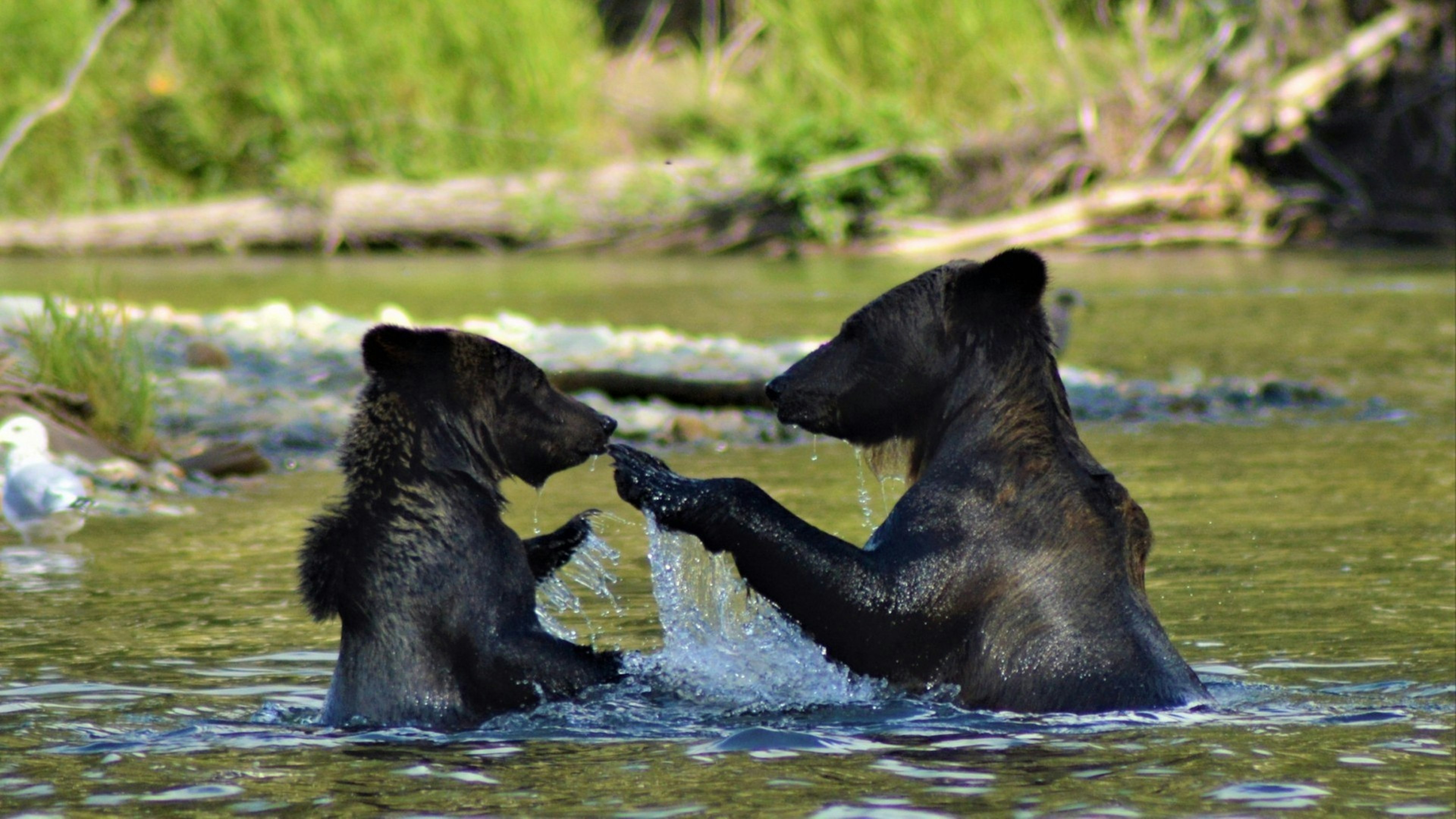 Grizzly bears in the Bella Coola River