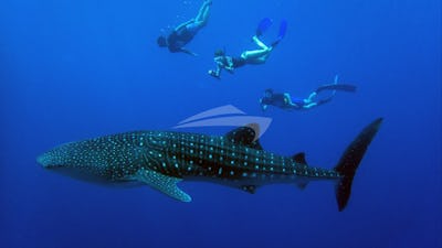 Whaleshark Encounters in the Maldives