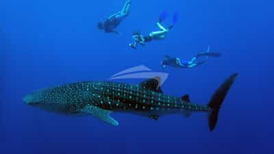 Whaleshark Encounters in the Maldives