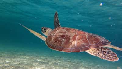 Turtles!