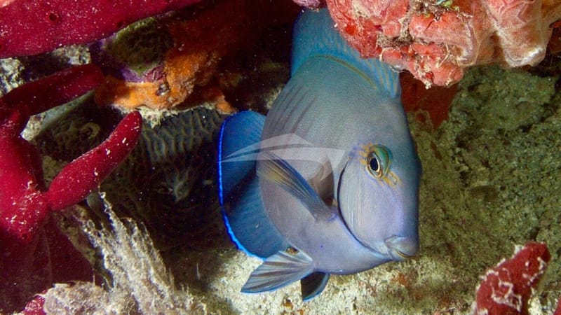 ISOLABLUE