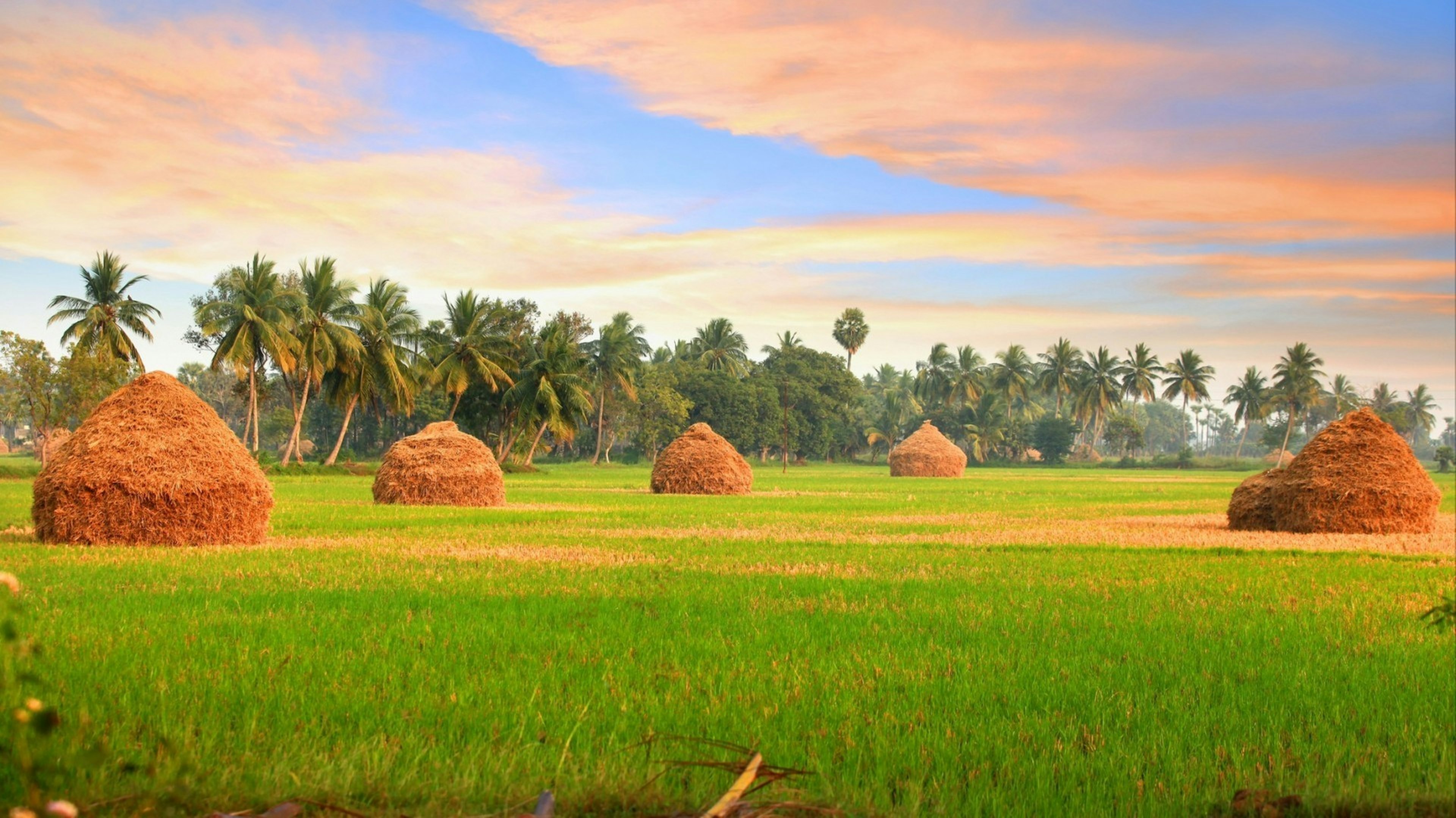 Scenic farm landscape in Andhra pradesh, India