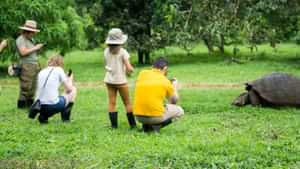 Giant Tortoises in the highlands