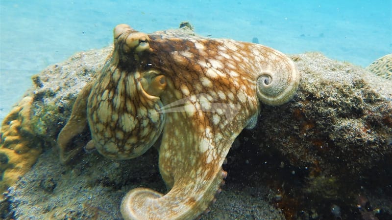 GENESIS Octopus