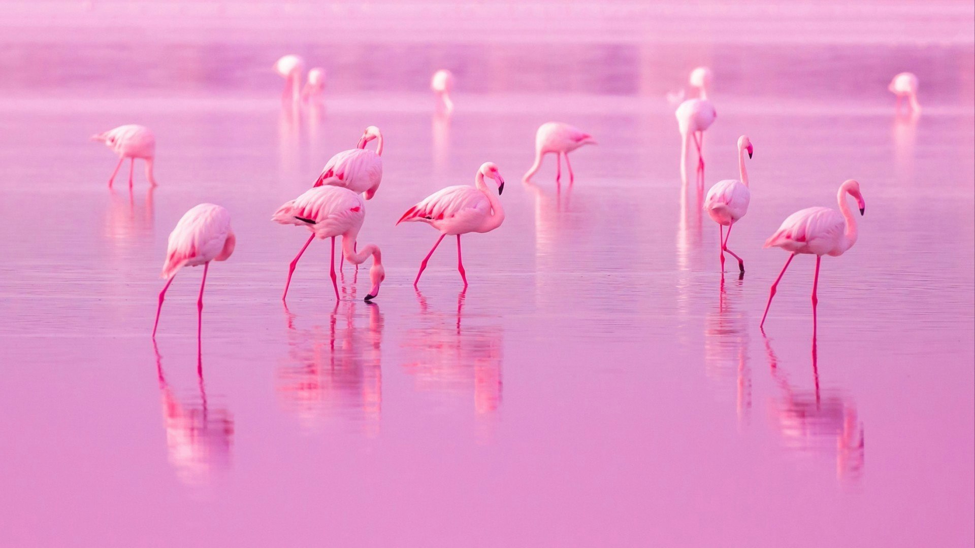 Birds Pink Flamingos Walk on the Lake at the Pink Sunset in Cyprus