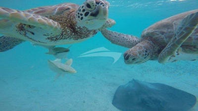 Green Sea turtles on a day Charter