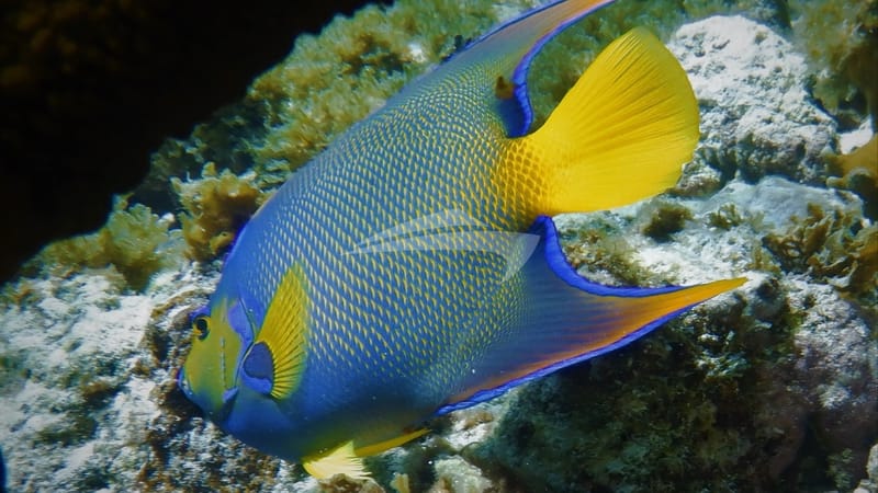 GENESIS beautiful fish