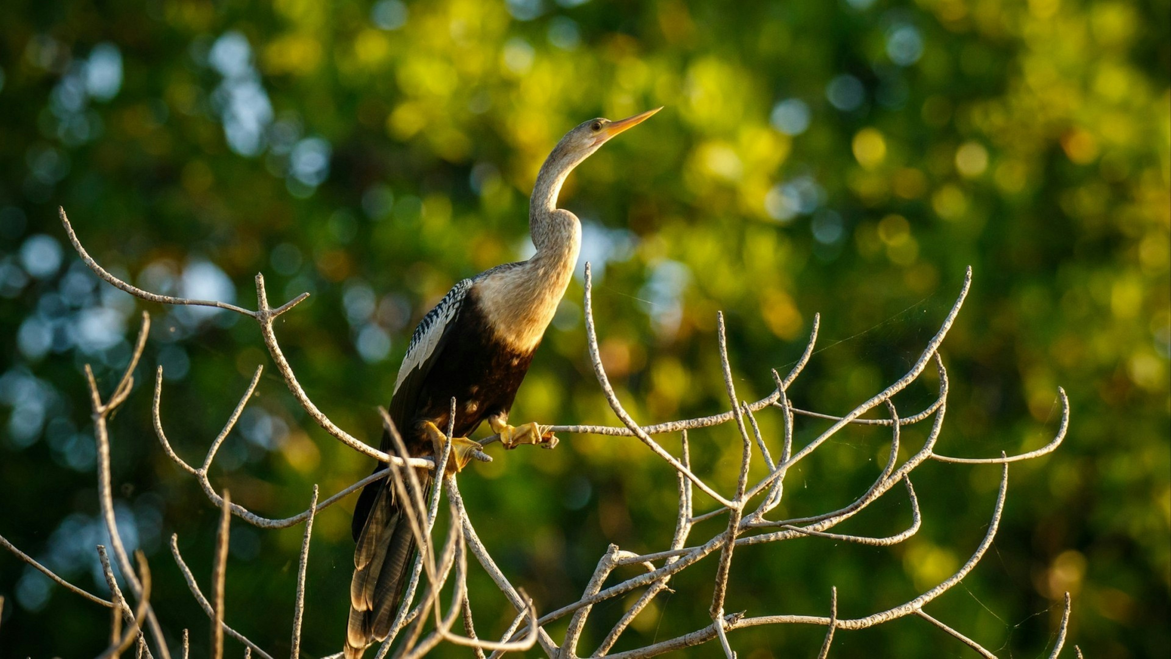 Anhinga sitting on the tree on the banch of lake in Oaxaca state of Mexico