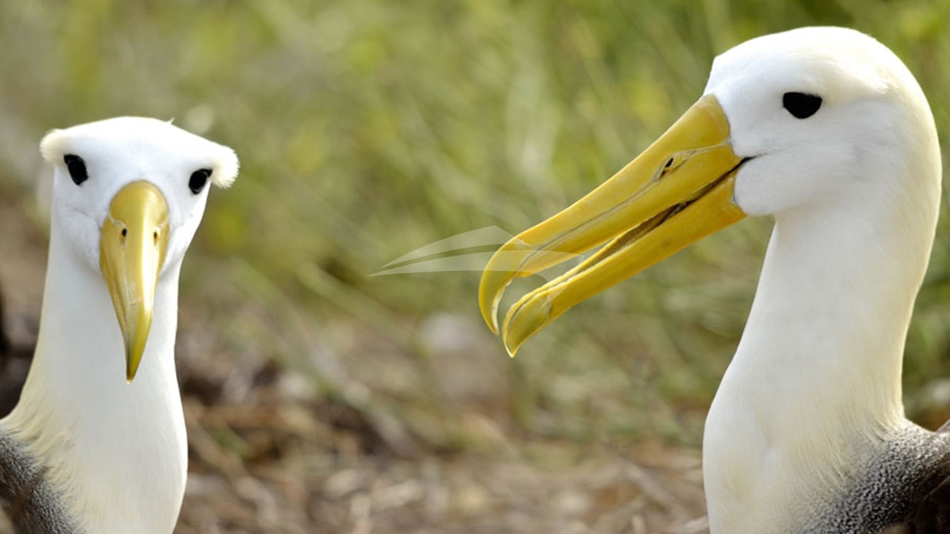 Galapagos Albatross