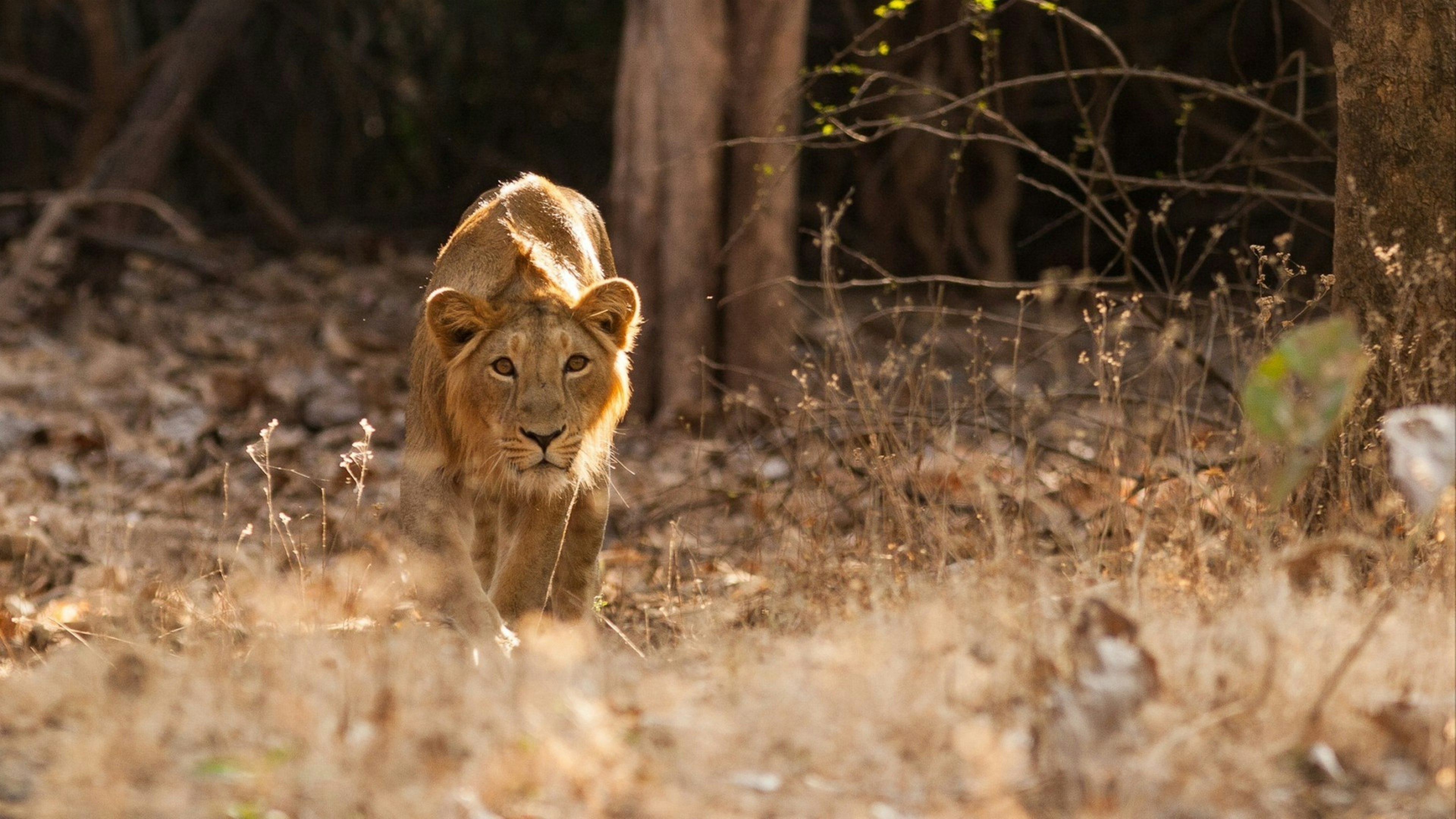 Asiatic lion (Panthera leo leo) in Gir Forest National Park in Gujarat