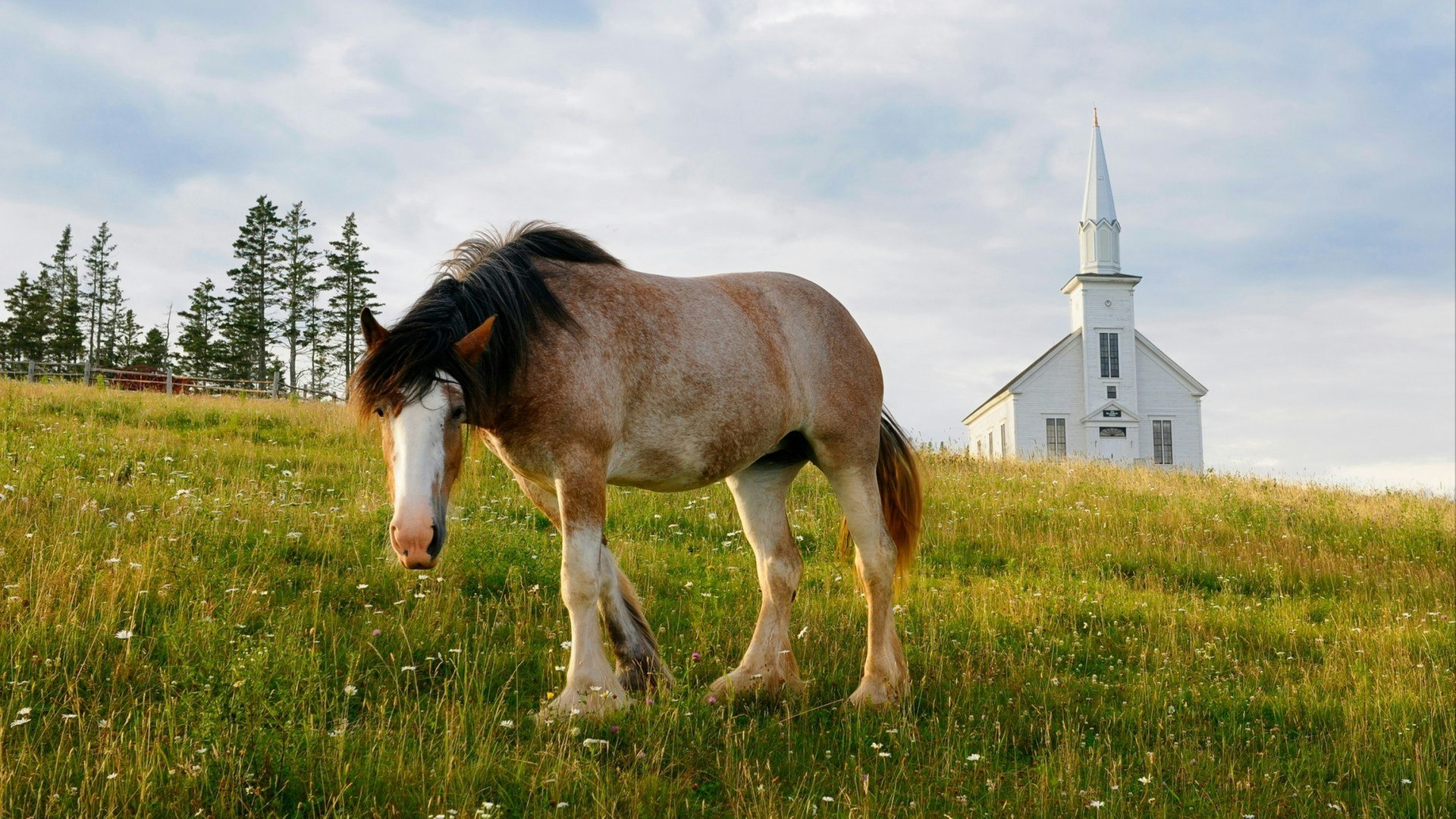 Curious Clydesdale horse and church at Highland Village Museum at Iona Cape Breton