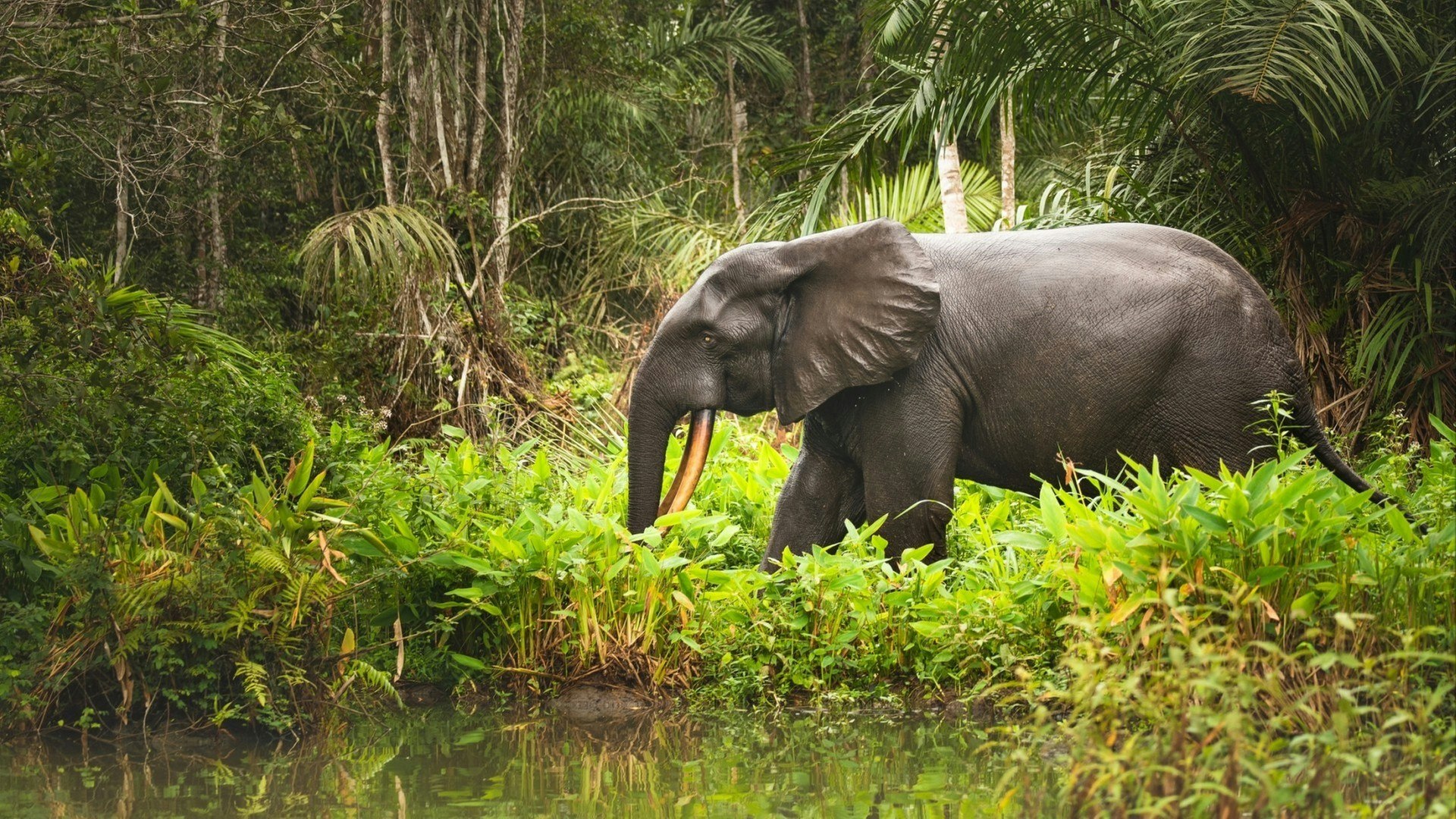 African Forest Elephant Loxodonta In Loango Nationa Park, Gabon, Africa