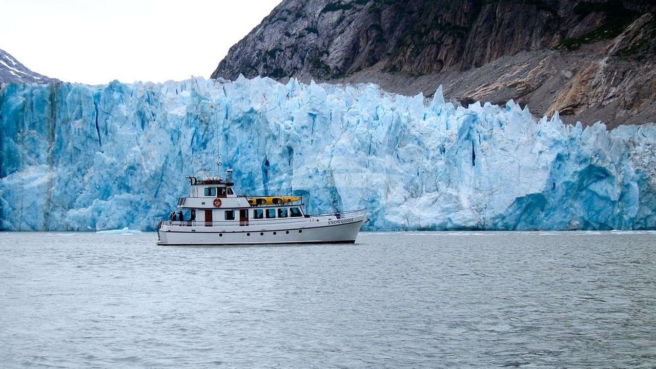 Snow Goose in Glacier Bay