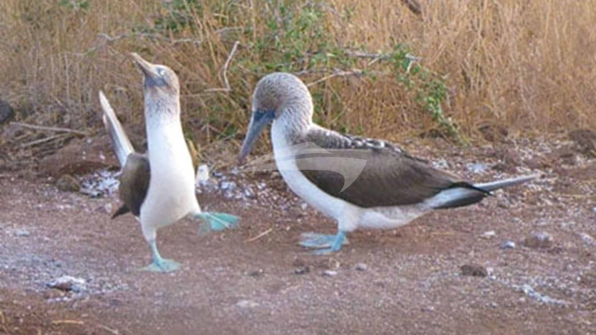 Galapagos blue footed bobbies