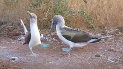 Galapagos blue footed bobbies