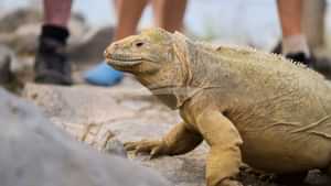 Galapagos land iguana