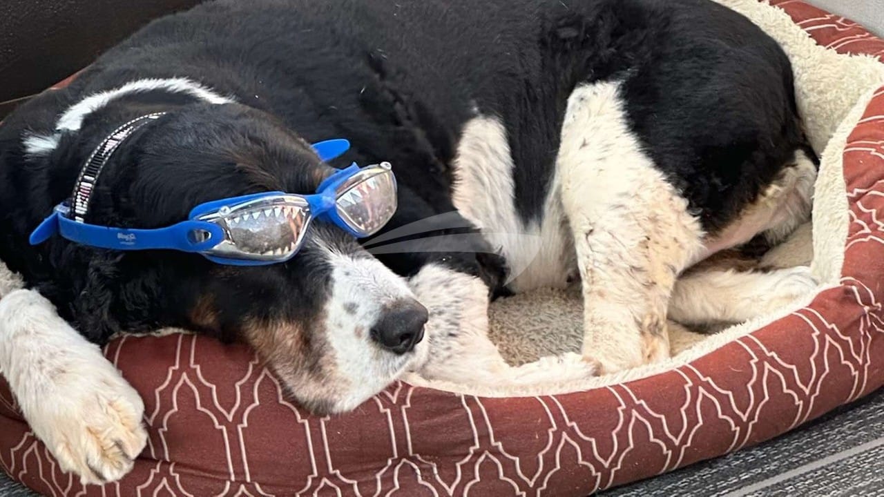 Stella Blue Caribbean