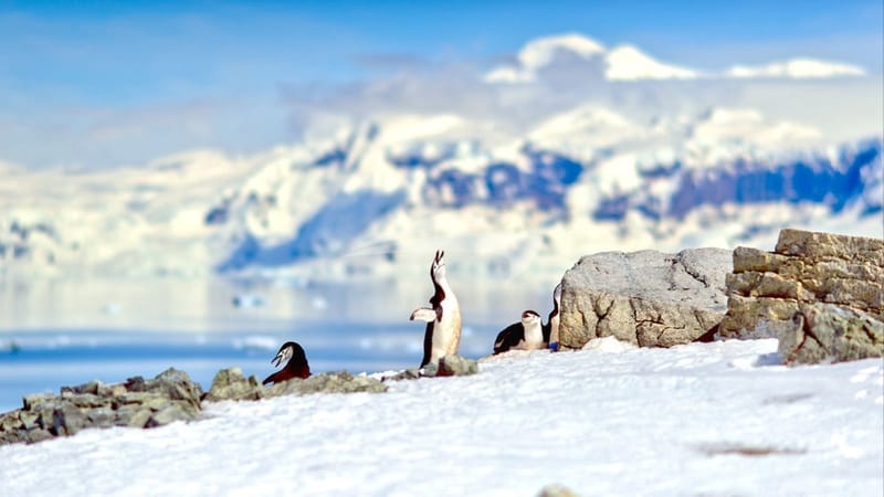 Penguins