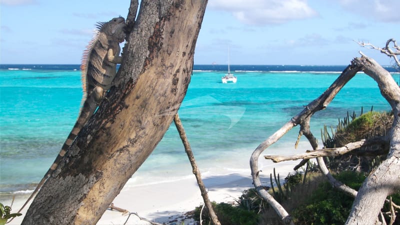 Tobago Cays