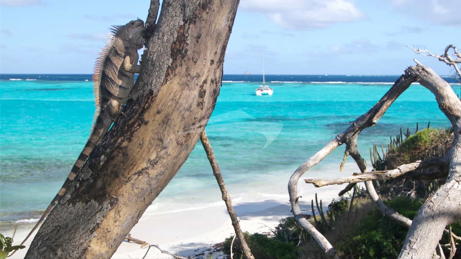 Tobago Cays