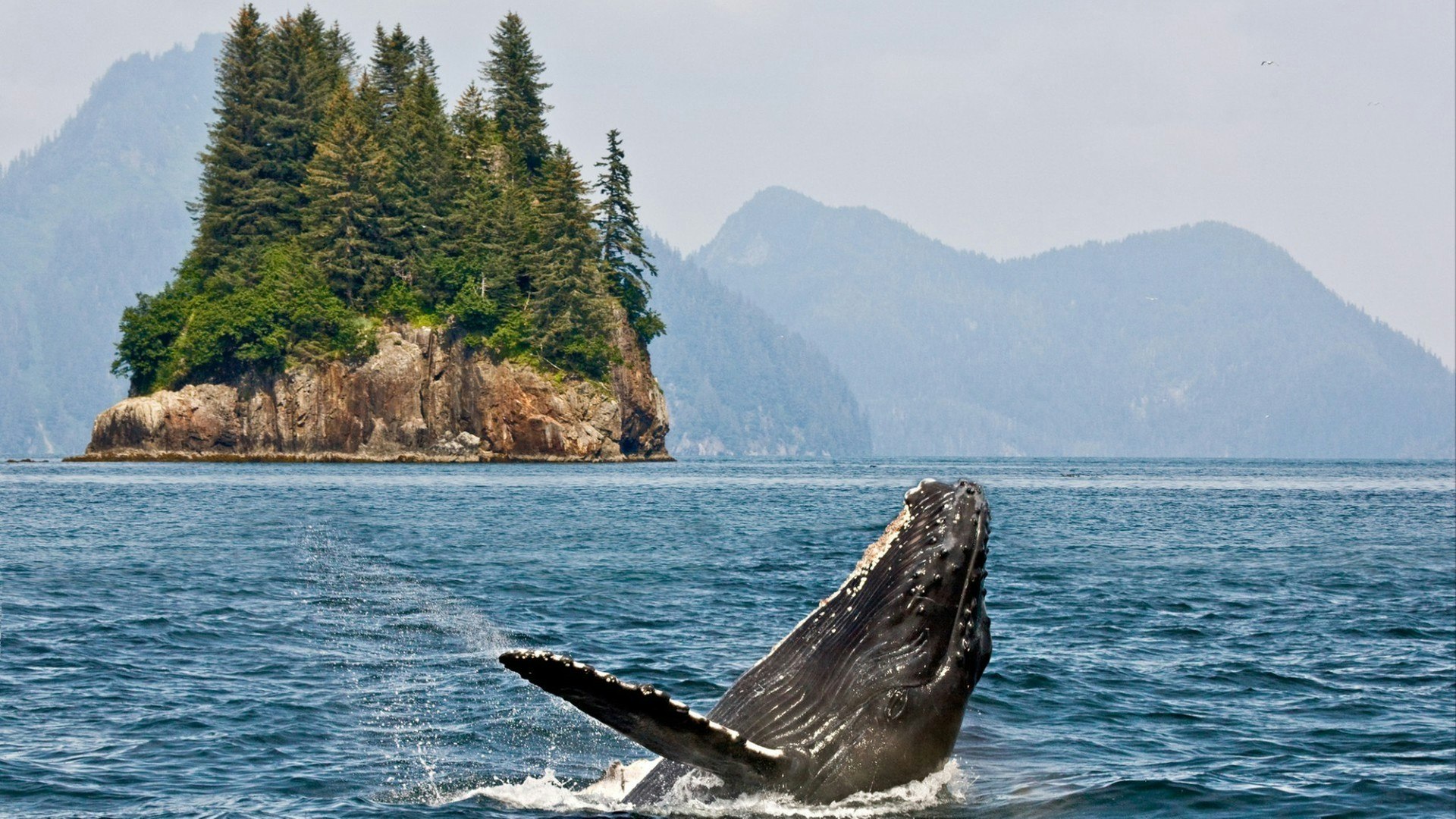 Humpbacks whale breaching jumping. Alaska.