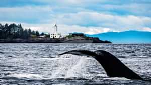 Whale Sighting