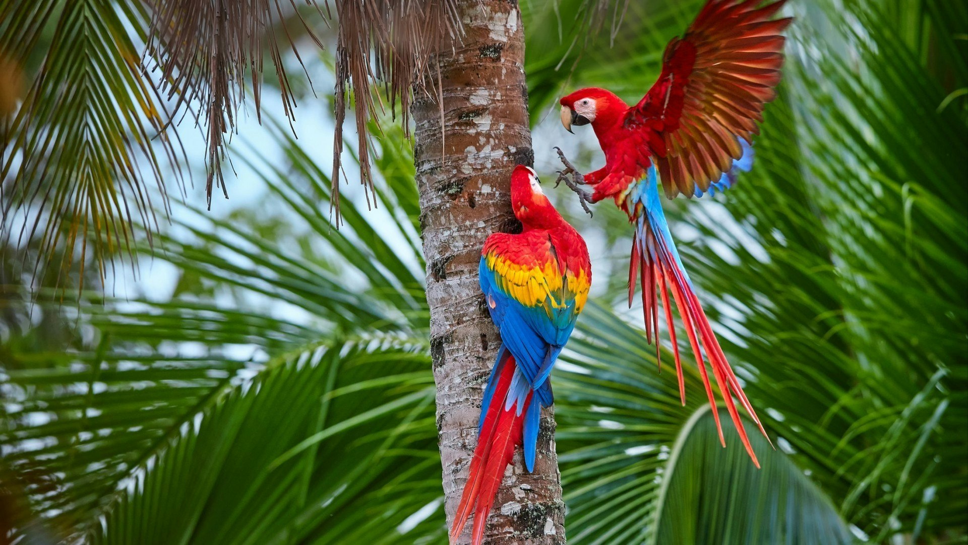 Two Ara macao, Scarlet Macaw, pair of big, red colored, amazonian parrots near nesting hole on palm tree
