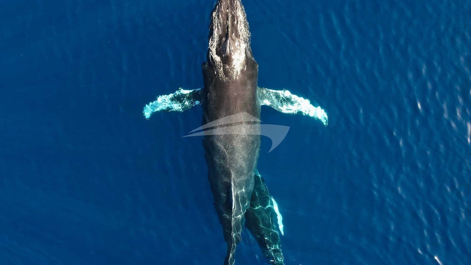 ELVIS MAGIC, photo from the yacht portfolio 24