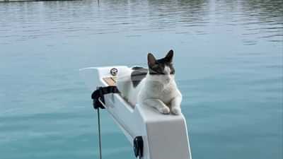 Ship's cat DAISY