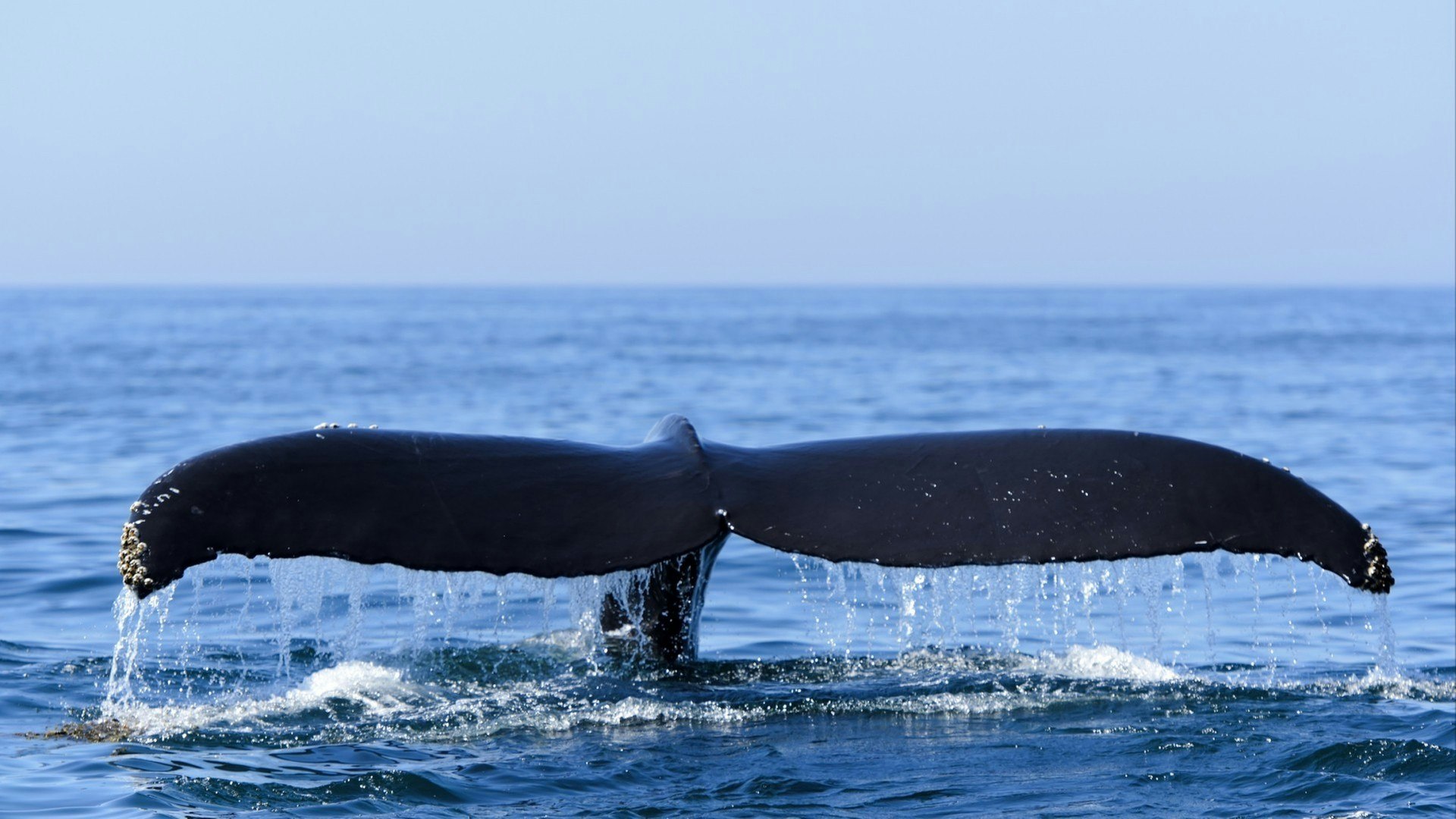 Humpback whale (Megaptera novaeangliae) in the Bay of Fundy Nova Scotia Canada