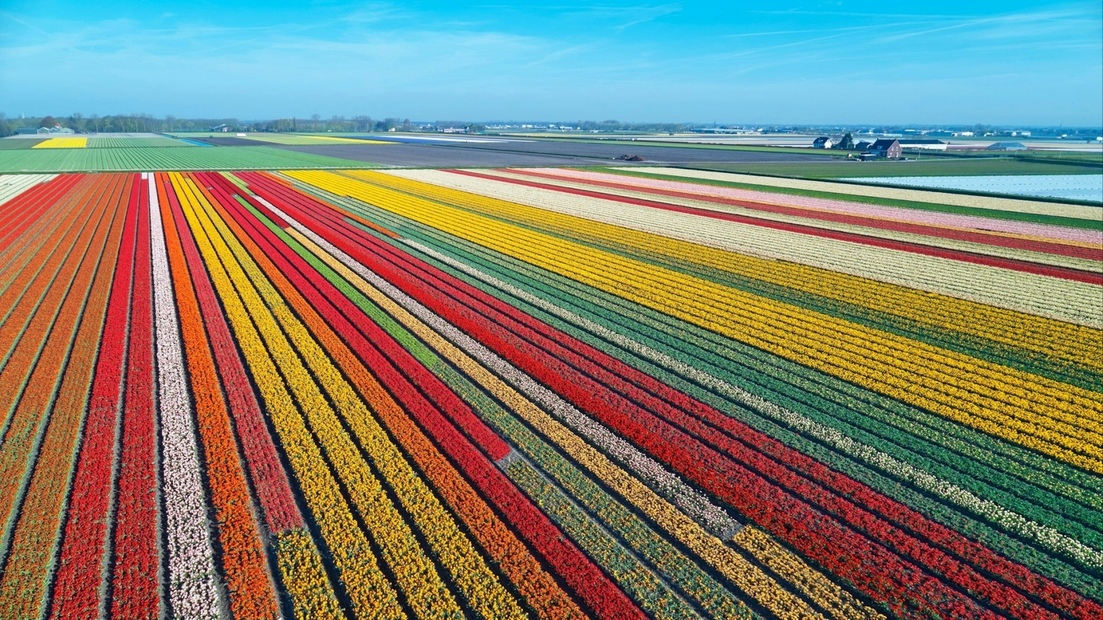 Aerial view of bulb-fields in springtime, located between the towns of Lisse and Sassenheim