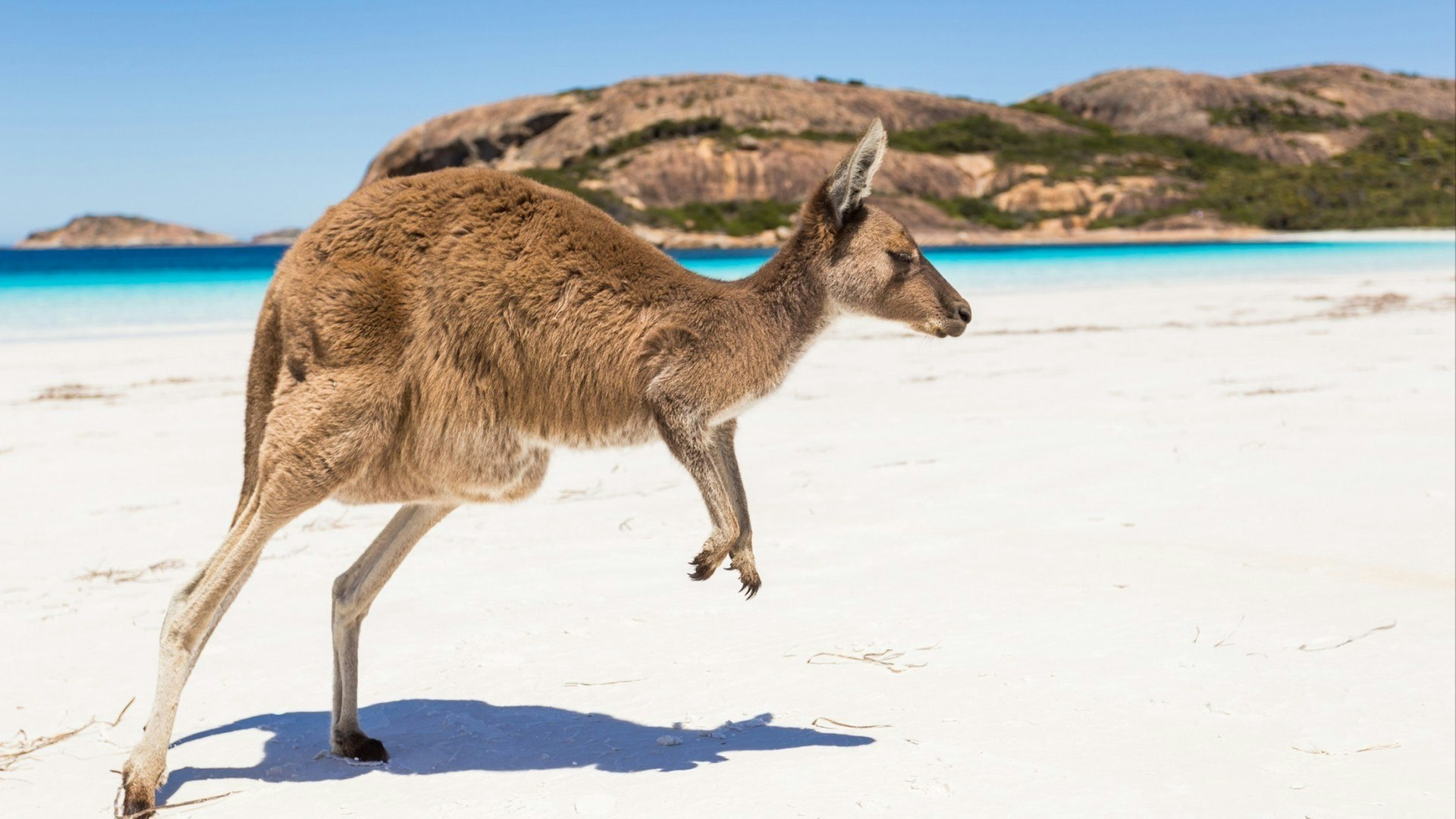 Kangaroo jumping on a pristine australian beach