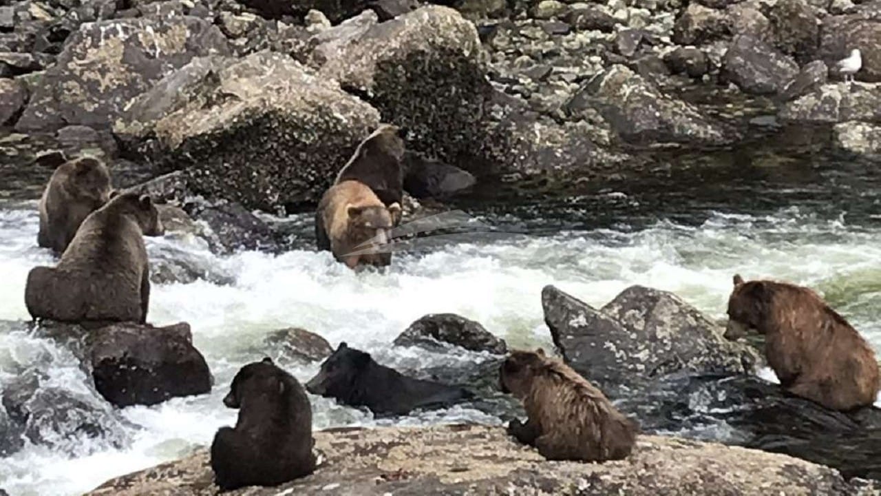 Brown bears fishing