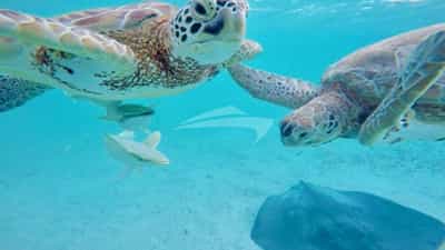 Green Sea Turtles at Farmers Cay