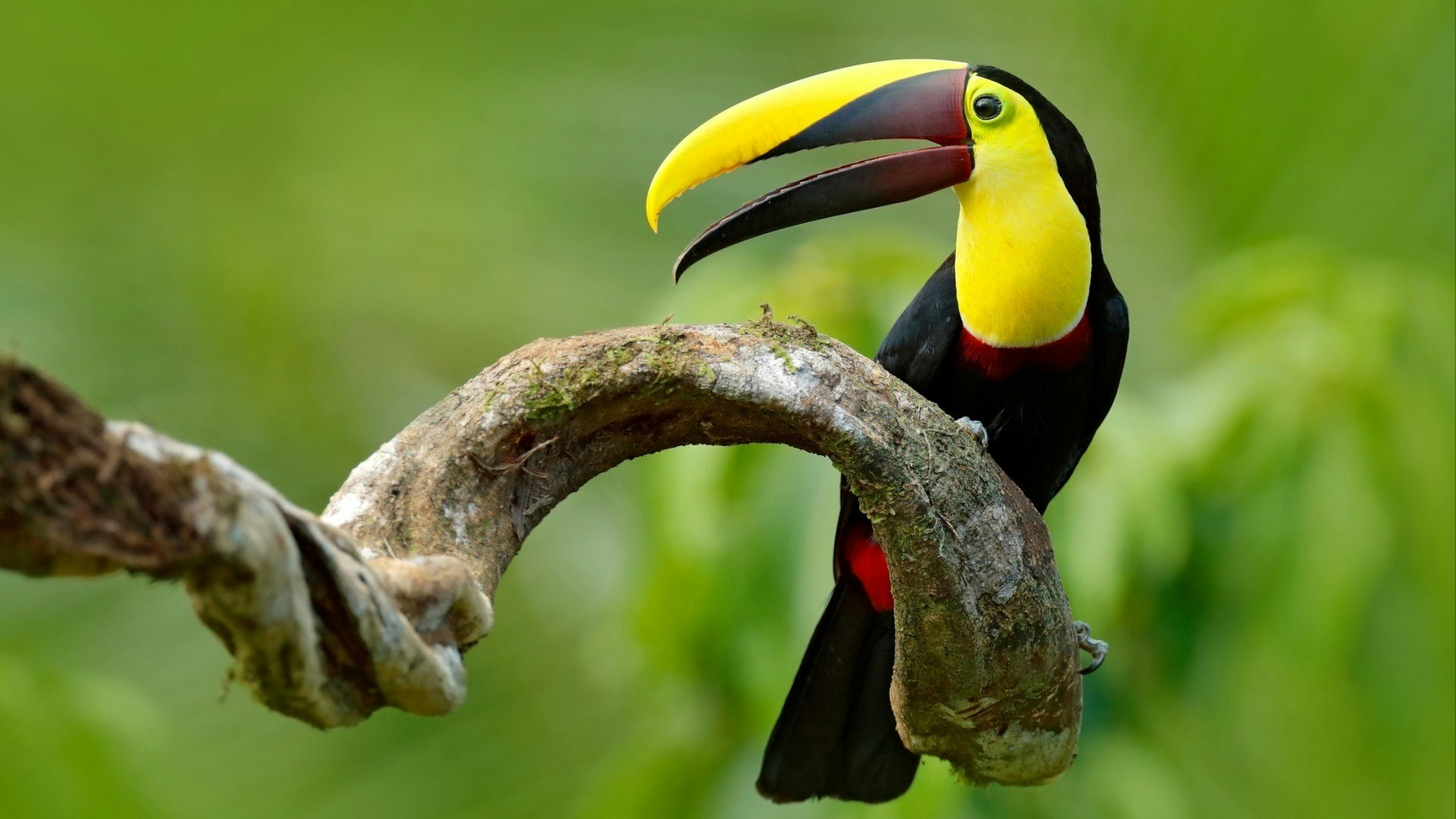 mandibled Toucan sitting on the branch in tropical rain with green jungle in background