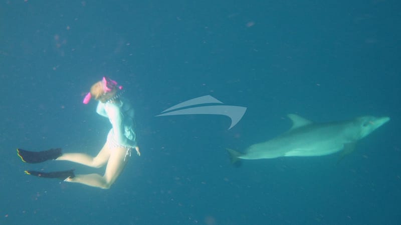 Swimming with Dolphins