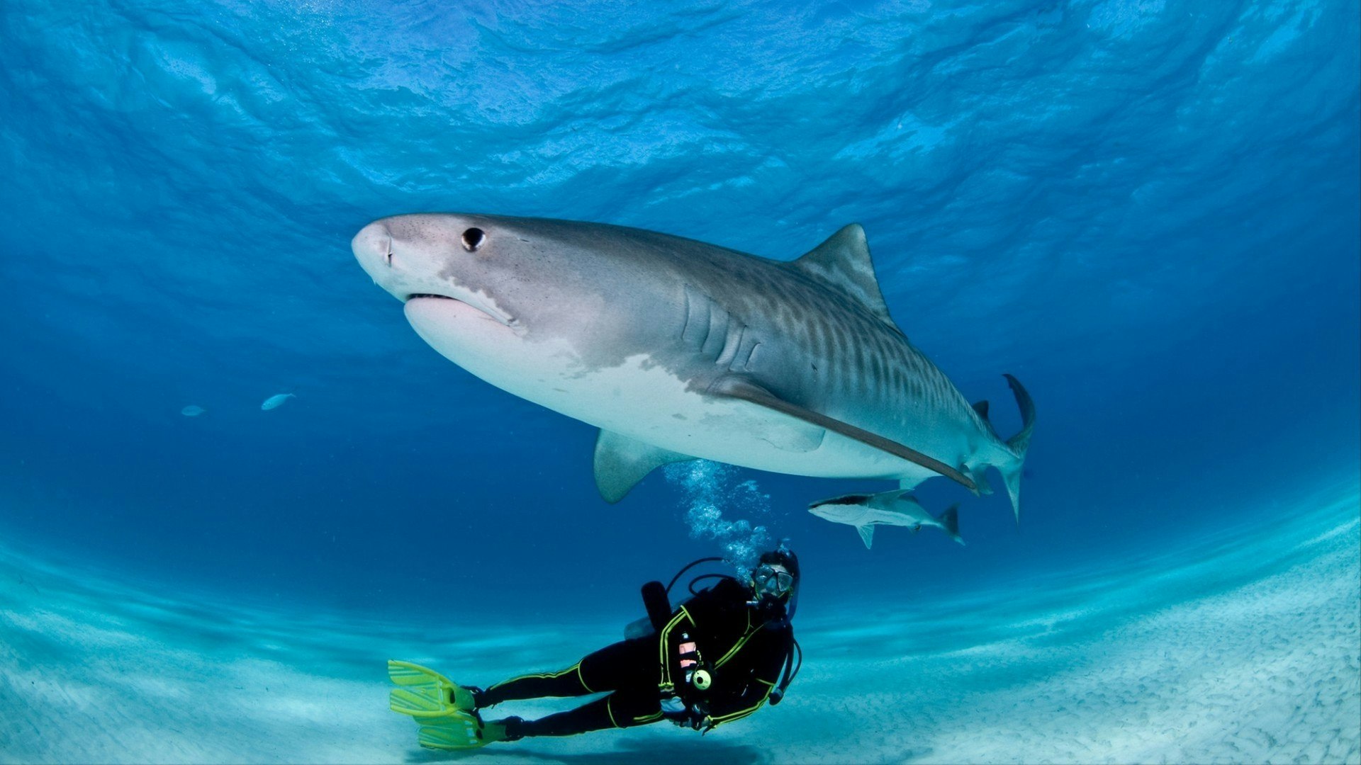Tiger shark glides over the top of a diver, flashing his metallic stripes.