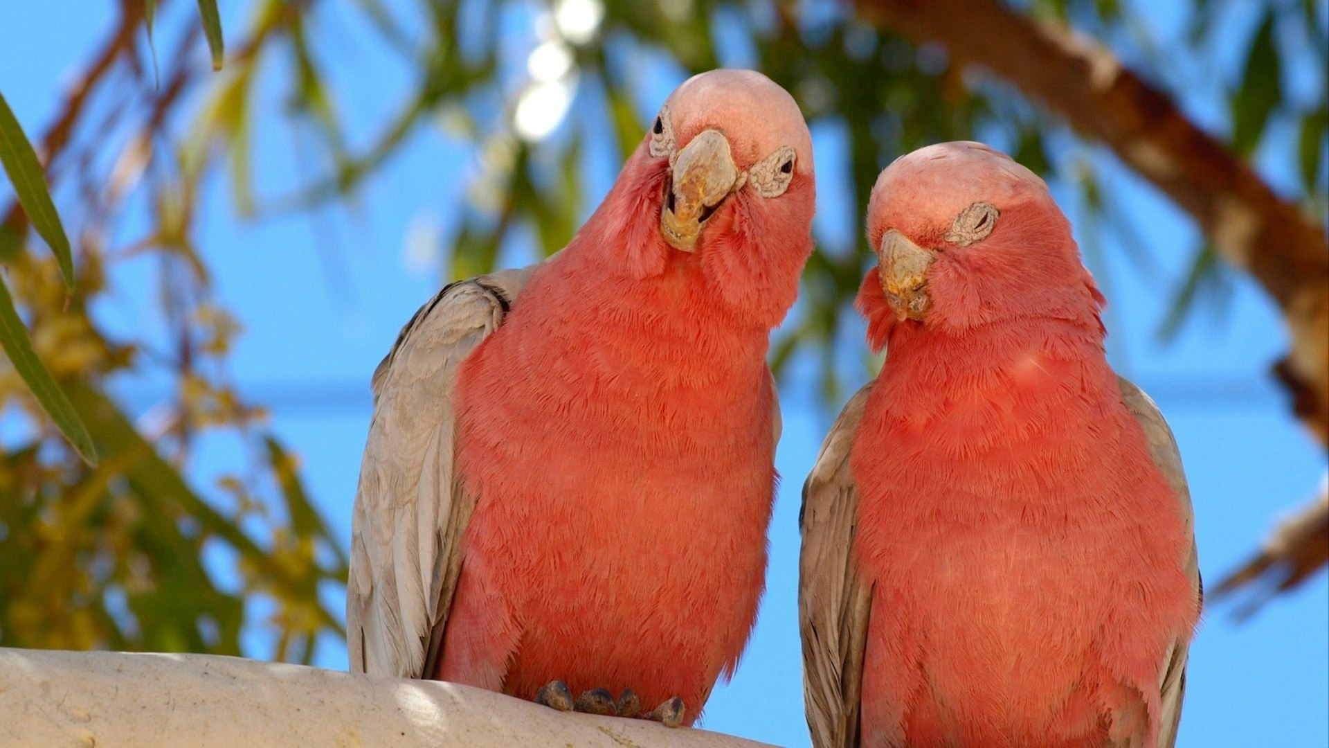 Galah, pink cockatoo, Western Australia