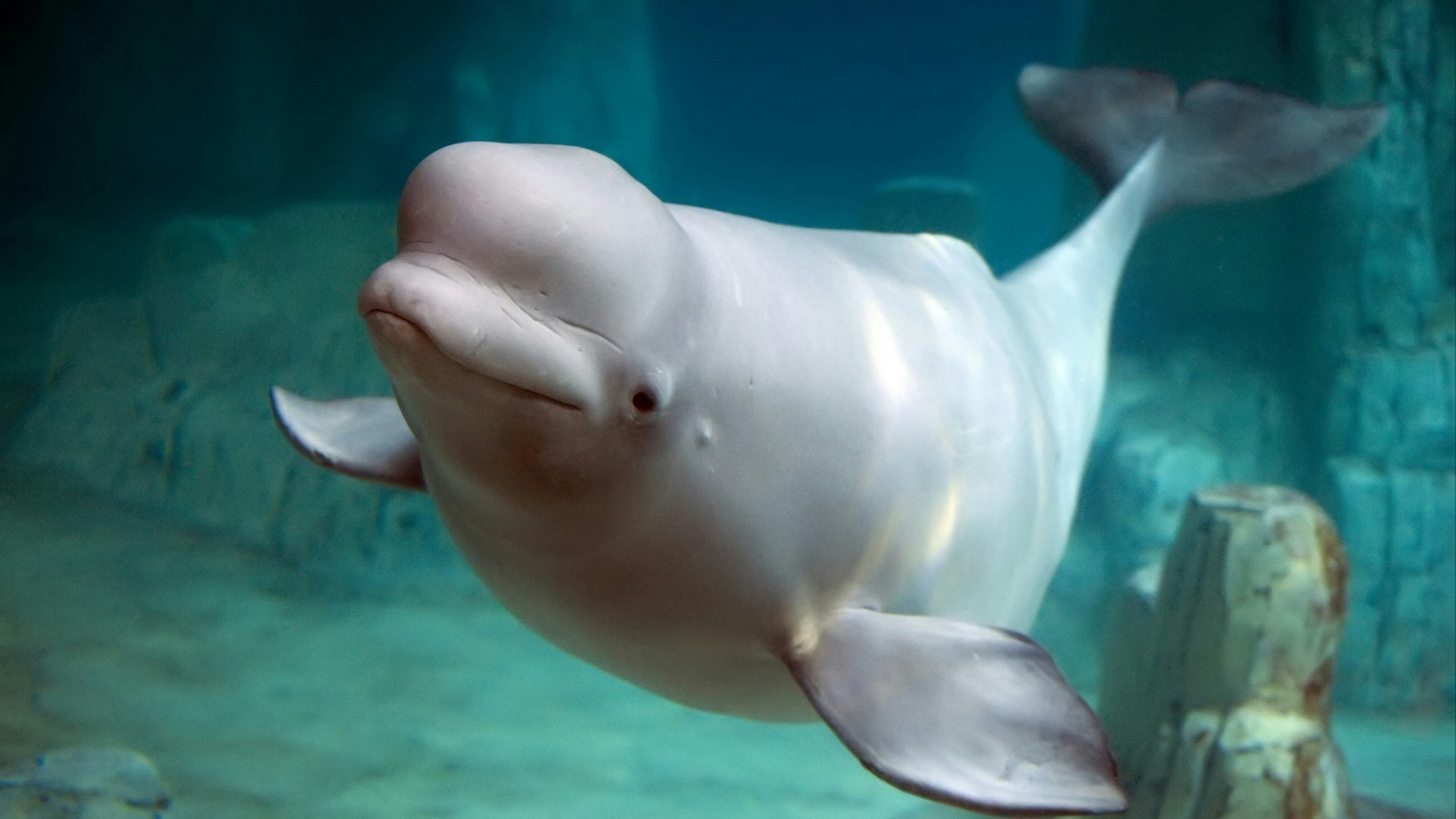 Beluga whale in clear blue water