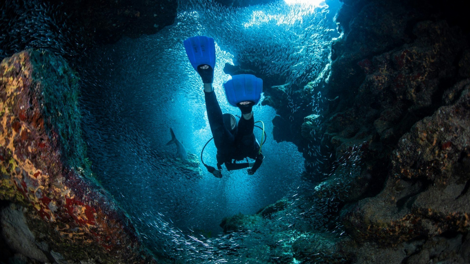 A diver explores the cracks, crevices and holes in a coral reef on the island of Grand Cayman