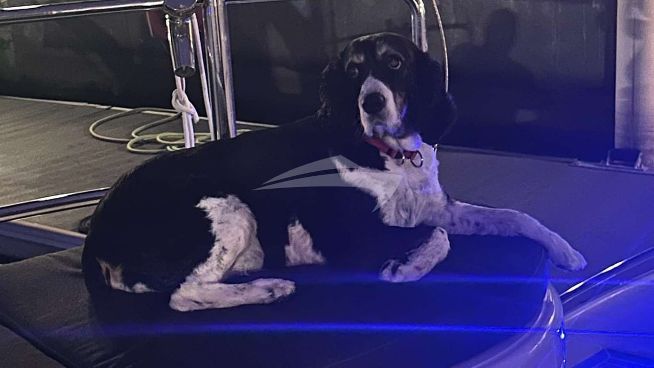 Stella Blue Caribbean