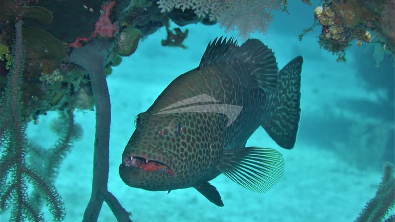 GENESIS Tropical Fish 