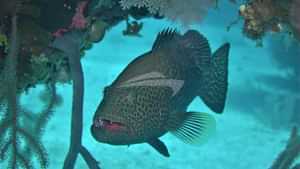 GENESIS Tropical Fish