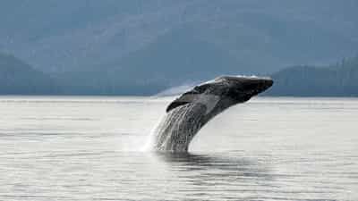 Whale