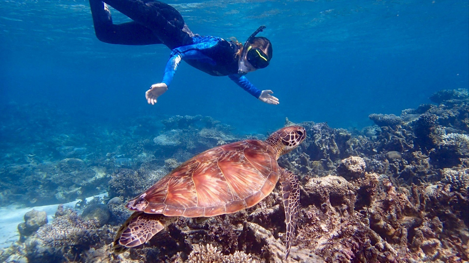 Turtle Swimming with a Snorkeler at Ningaloo Reef