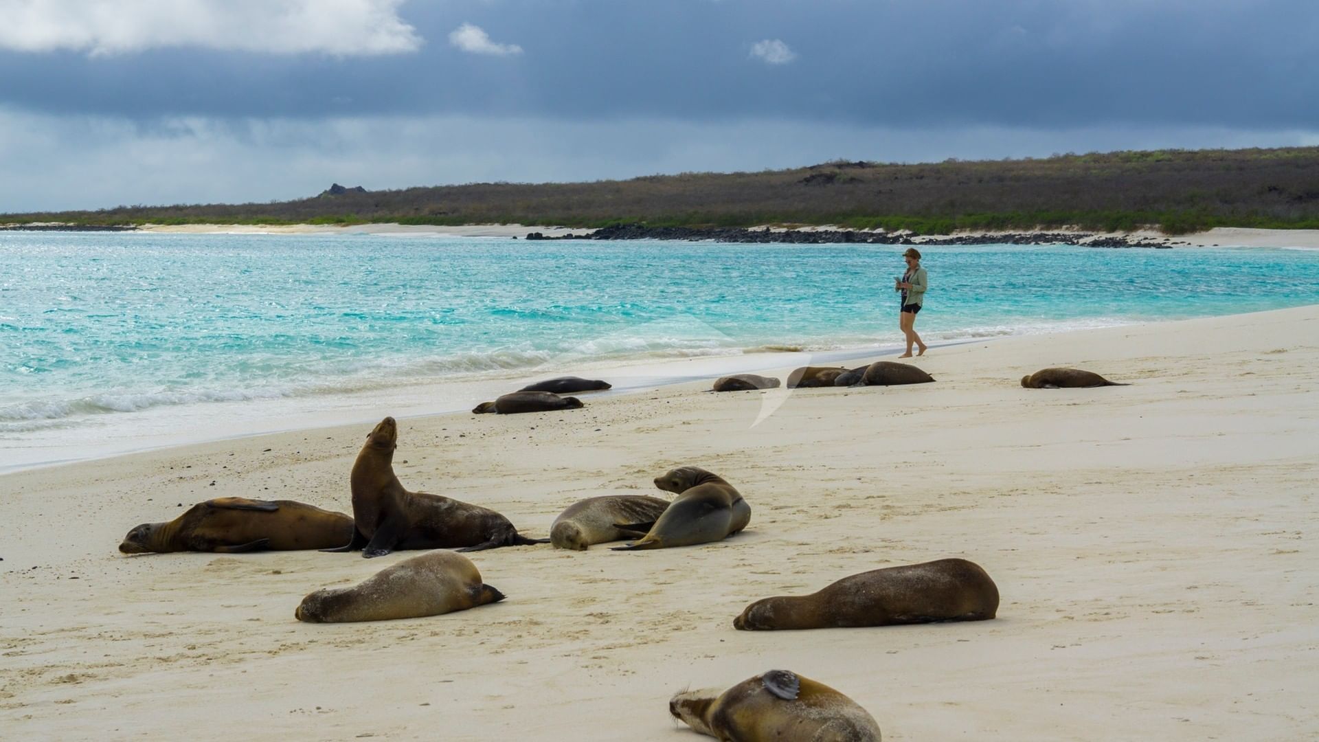 Excursion beach time with Galapagos sea lions