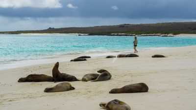 Excursion beach time with Galapagos sea lions