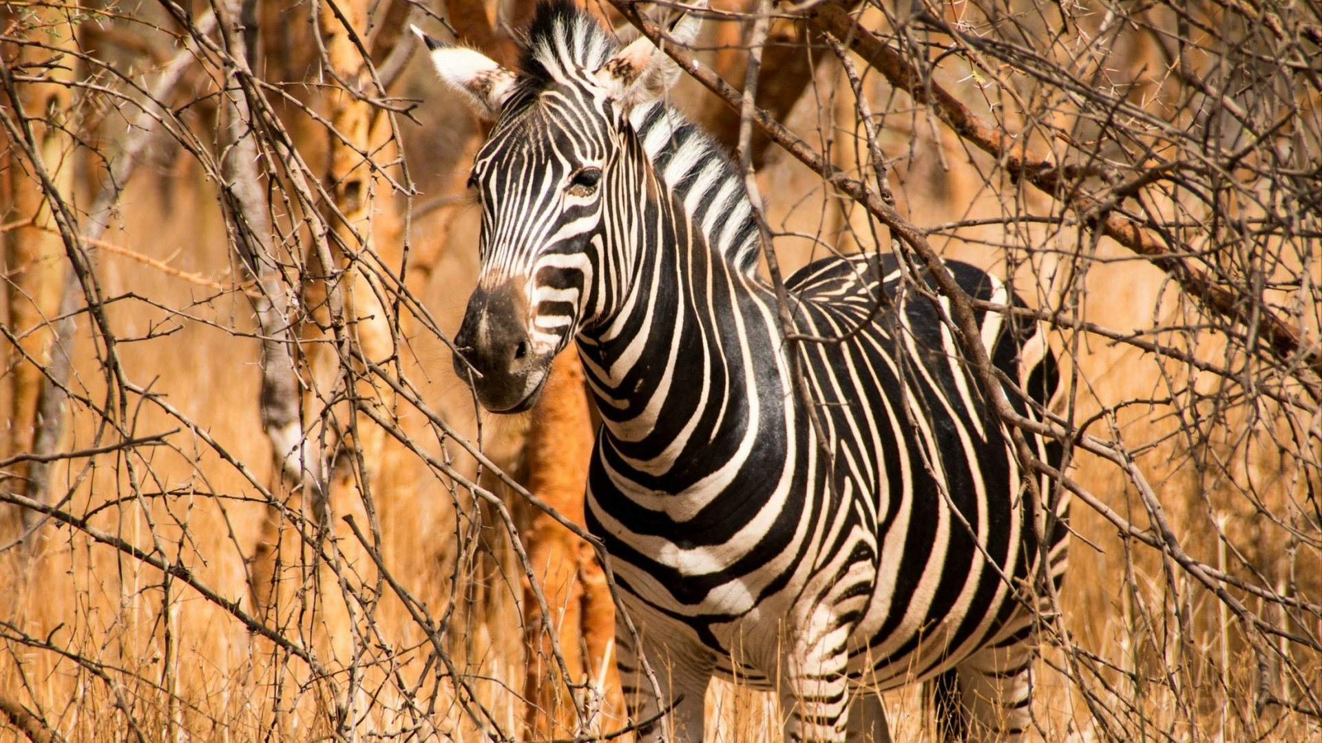 Zebra in the Bandia Reserve in Senegal, West Africa