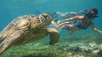 Diving