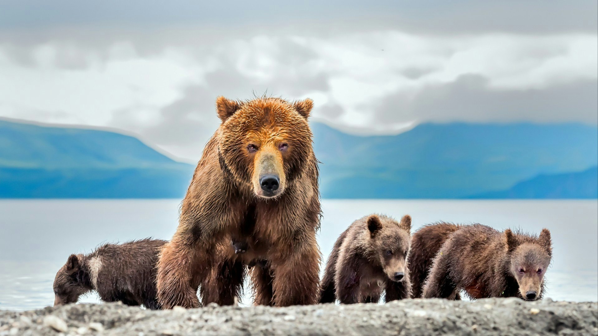 Mother bear and three puppies - Kamchatka, Russia. (1)